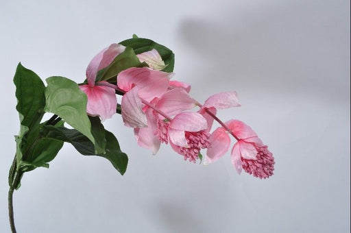 Medinilla wspaniała - różowa 131 cm