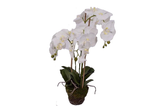 Orchidea w doniczce 70 cm