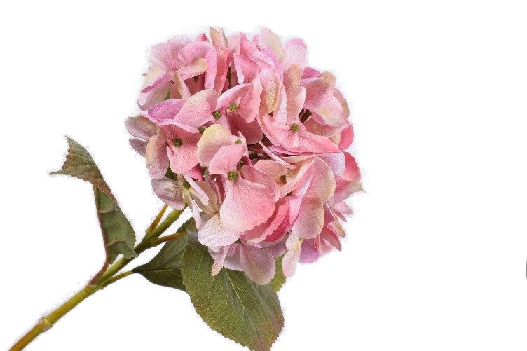 Hortensja różowa 65 cm